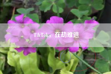 TikTok，在劫难逃