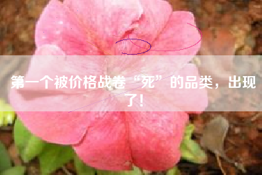 第一个被价格战卷“死”的品类，出现了！