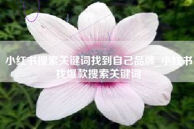 小红书搜索关键词找到自己品牌_小红书找爆款搜索关键词