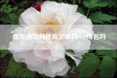 想知道如何提高文章的SEO排名吗