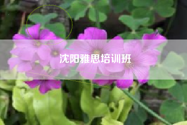 沈阳雅思培训班