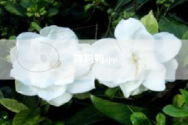 婵妈妈app
