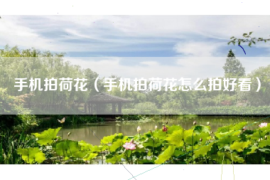 手机拍荷花（手机拍荷花怎么拍好看）
