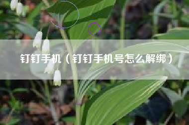 钉钉手机（钉钉手机号怎么解绑）