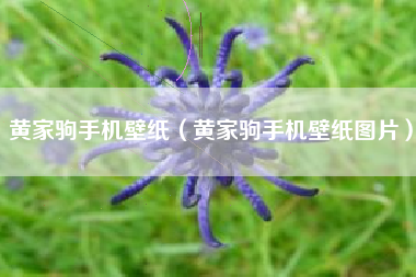 黄家驹手机壁纸（黄家驹手机壁纸图片）