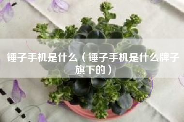 锤子手机是什么（锤子手机是什么牌子旗下的）