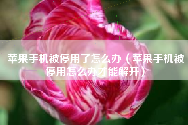 苹果手机被停用了怎么办（苹果手机被停用怎么办才能解开）
