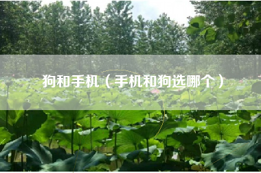 狗和手机（手机和狗选哪个）