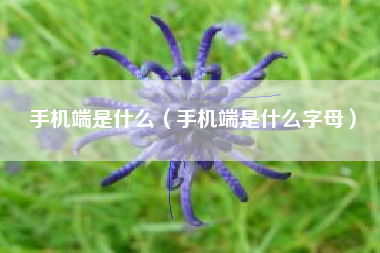 手机端是什么（手机端是什么字母）