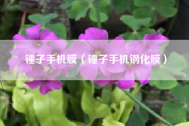 锤子手机膜（锤子手机钢化膜）