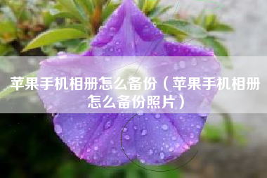 苹果手机相册怎么备份（苹果手机相册怎么备份照片）