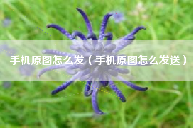 手机原图怎么发（手机原图怎么发送）