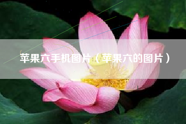 苹果六手机图片（苹果六的图片）