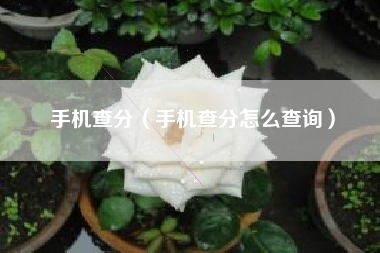 手机查分（手机查分怎么查询）
