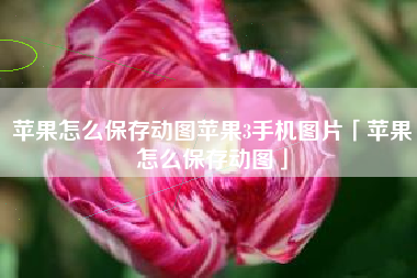 苹果怎么保存动图苹果3手机图片「苹果怎么保存动图」