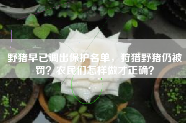 野猪早已调出保护名单，狩猎野猪仍被罚？农民们怎样做才正确？